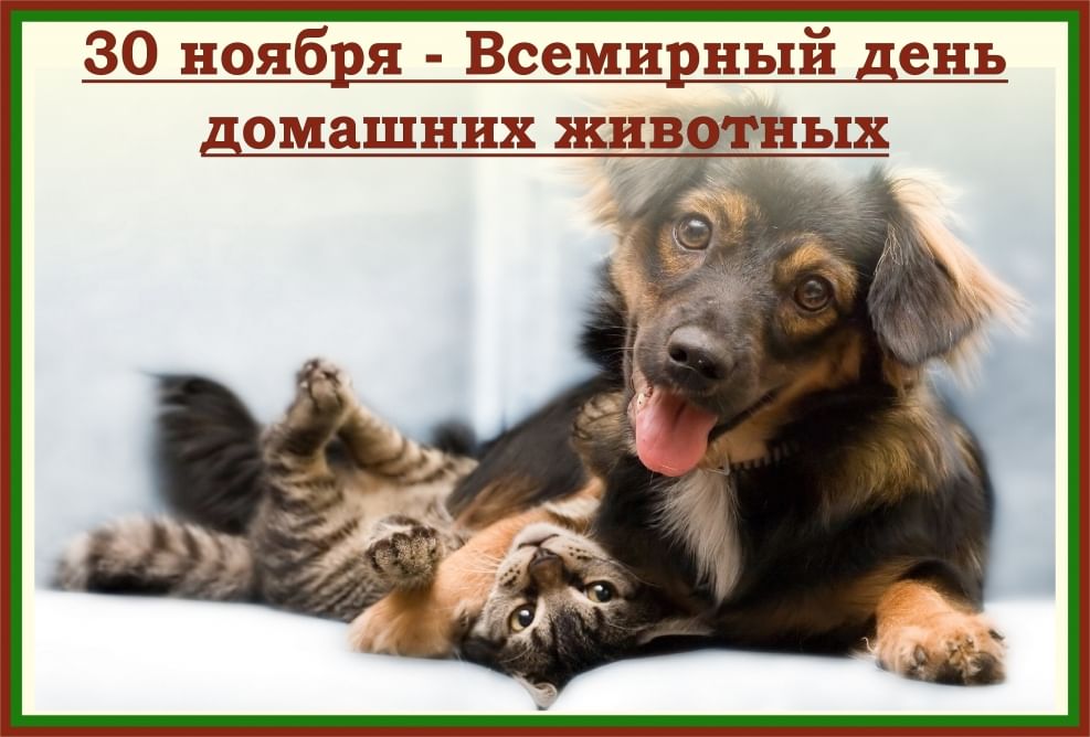 Картинка день домашних животных Всемирный день домашних животных 2020, Ярославский район - дата и место проведен