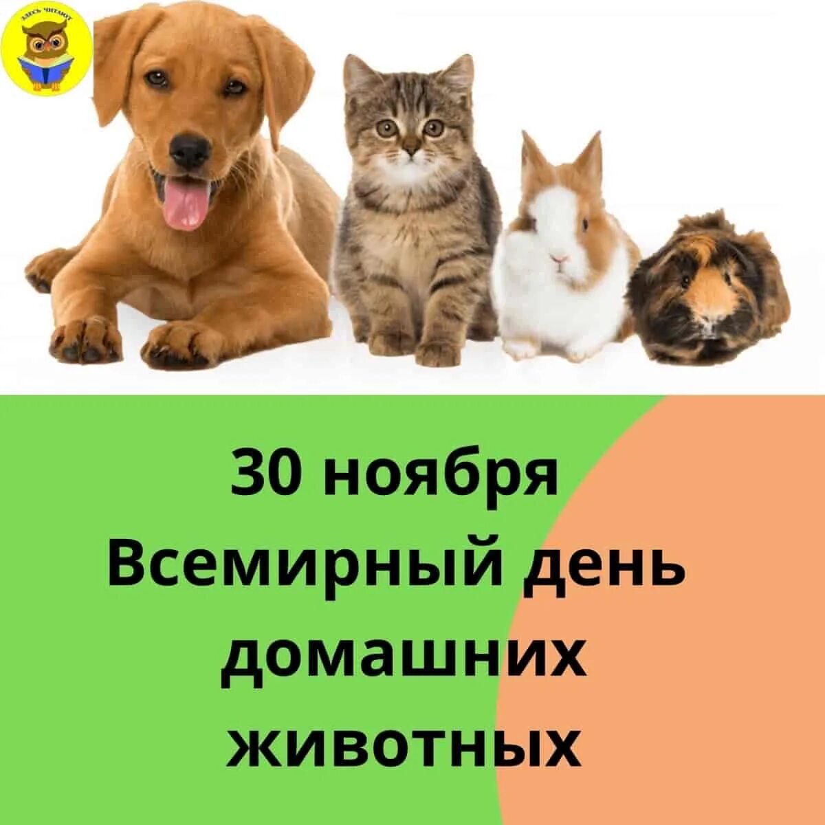 Картинка день домашних животных ИНТЕРЕСНЫЕ ДАТЫ КАЛЕНДАРЯ. 30 НОЯБРЯ - ВСЕМИРНЫЙ ДЕНЬ ДОМАШНИХ ЖИВОТНЫХ. - Межпо