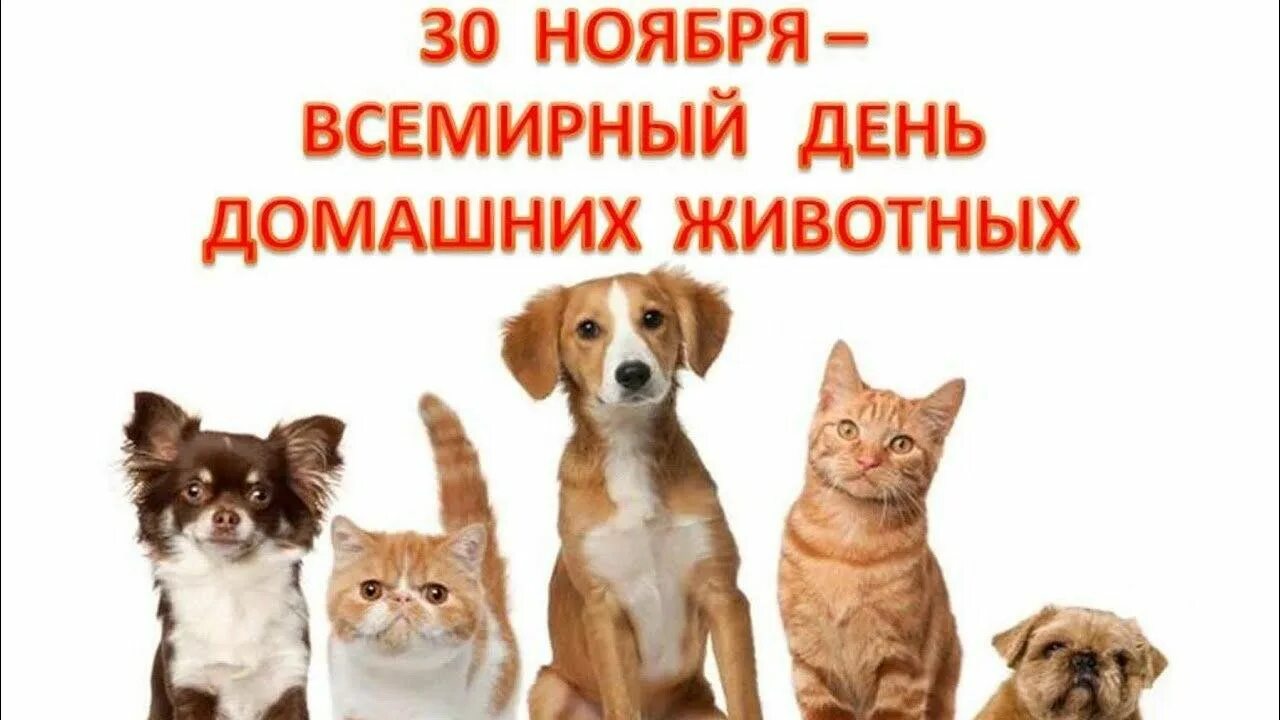 Картинка день домашних животных День домашних животных 2023, Дрожжановский район - дата и место проведения, прог