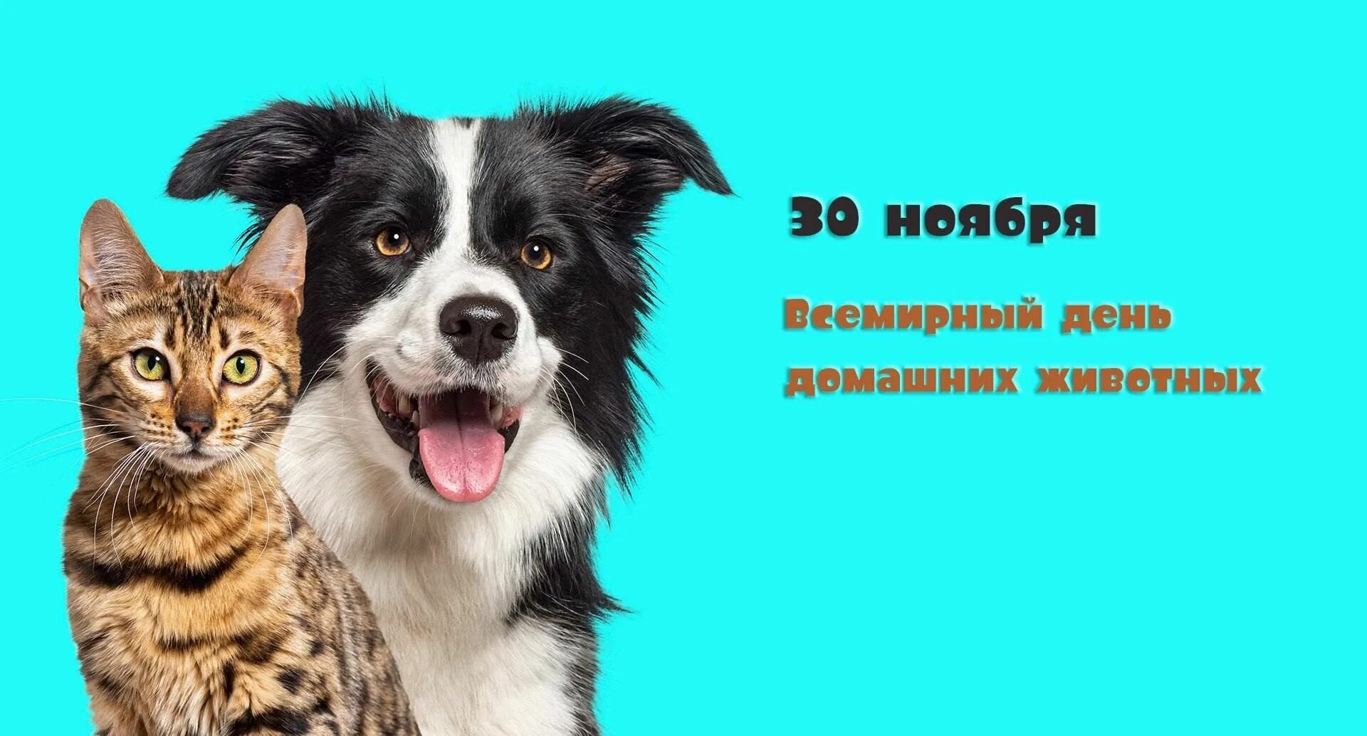 Картинка день домашних животных Мой любимый друг: эко-час. Всемирный день домашних животных 2023, Чистопольский 