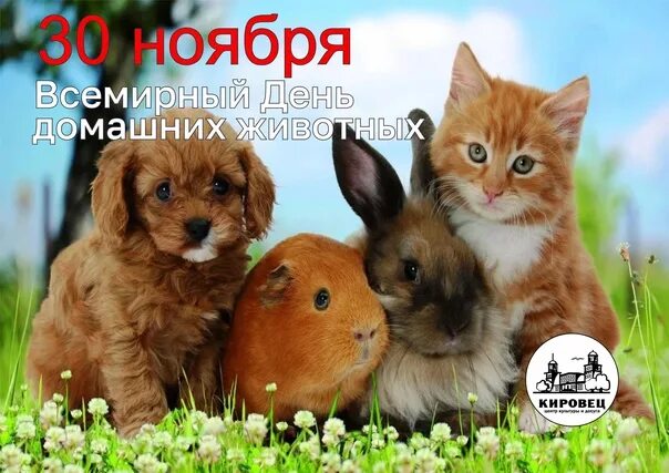 Картинка день домашних животных 30 ноября праздник международный день домашних животных: найдено 88 изображений