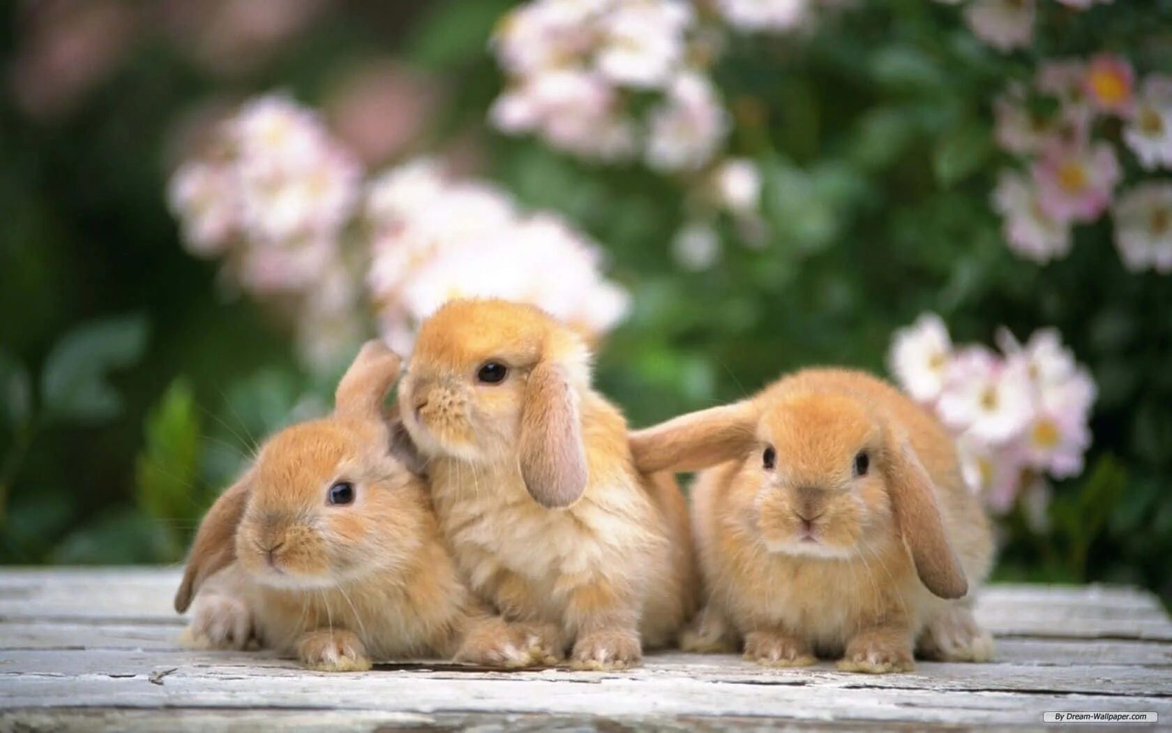Картинка день милых животных Download Cute White Bunny Sitting In The Meadow Wallpapers.com