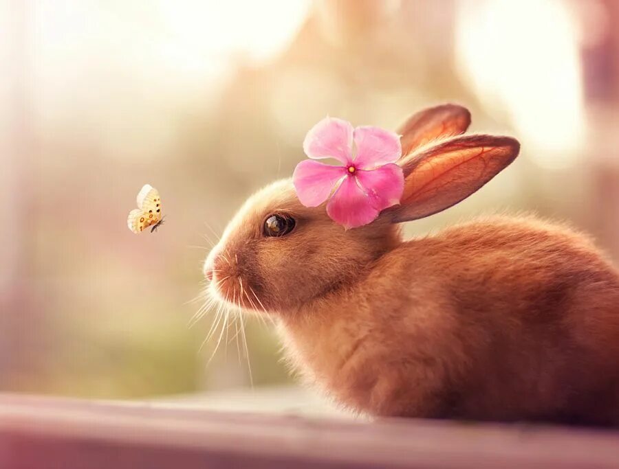 Картинка день милых животных 30 Brand Spankin' New Happy Easter Photos on 500px that Have Us Hopping for Joy 