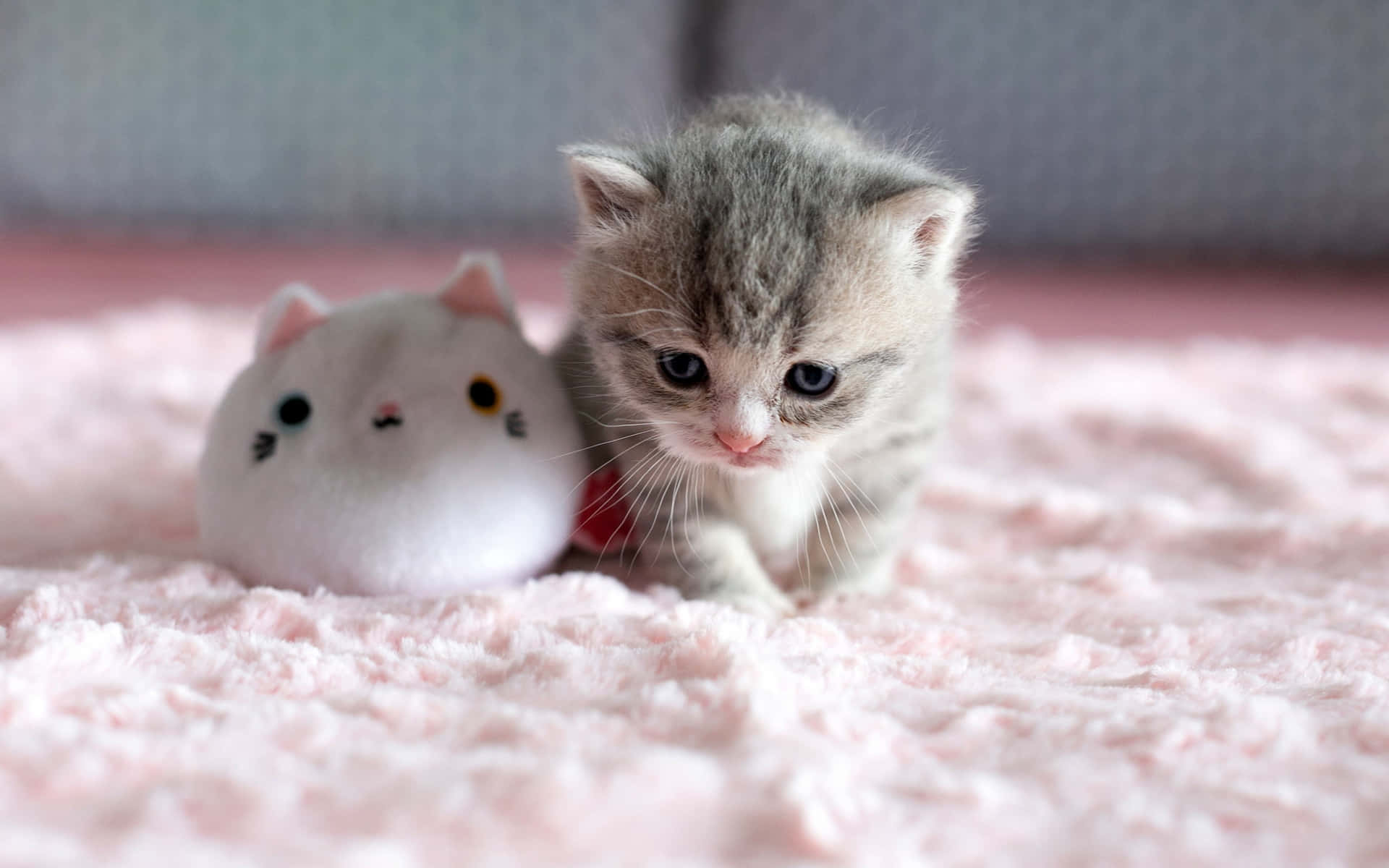 Картинка день милых животных 100+ Kitten Cat Pictures page 2 Wallpapers.com