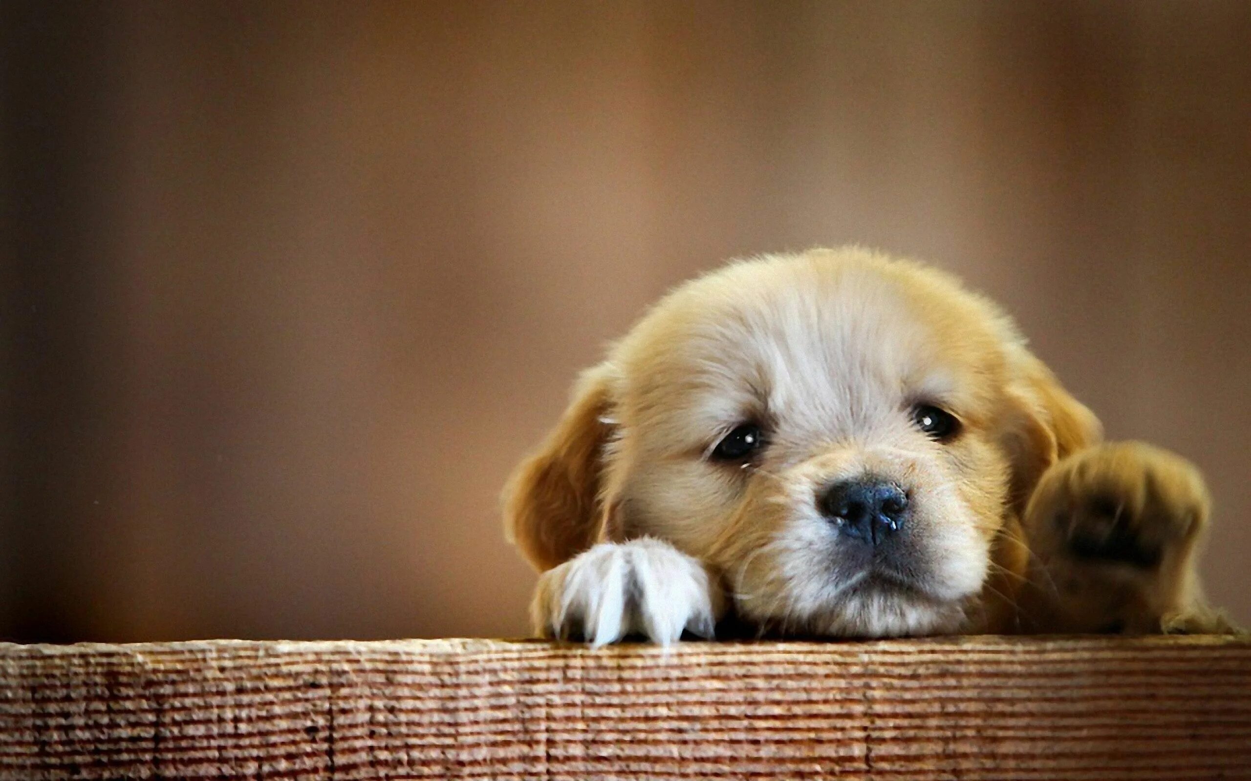Картинка день милых животных Image result for adorable puppies Cute puppy wallpaper, Cute dog wallpaper, Cute