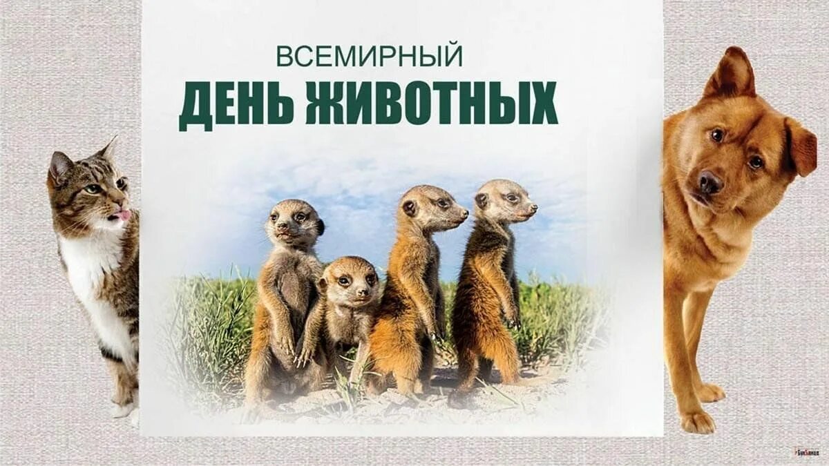 Картинка день защиты животных в детском День защиты животных" 2023, Переславль-Залесский - дата и место проведения, прог