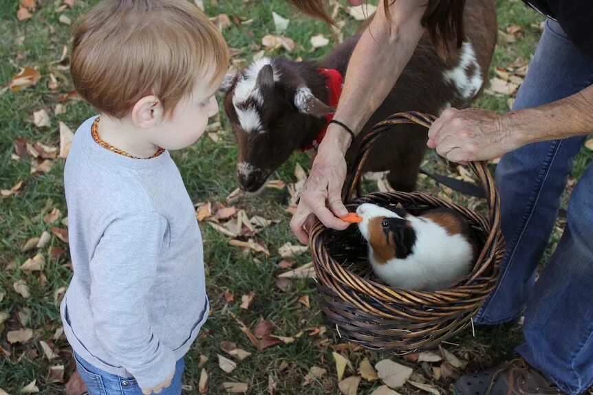 Картинка дети помогают животным When the family pet dies, children deserve the chance to grieve - ABC News