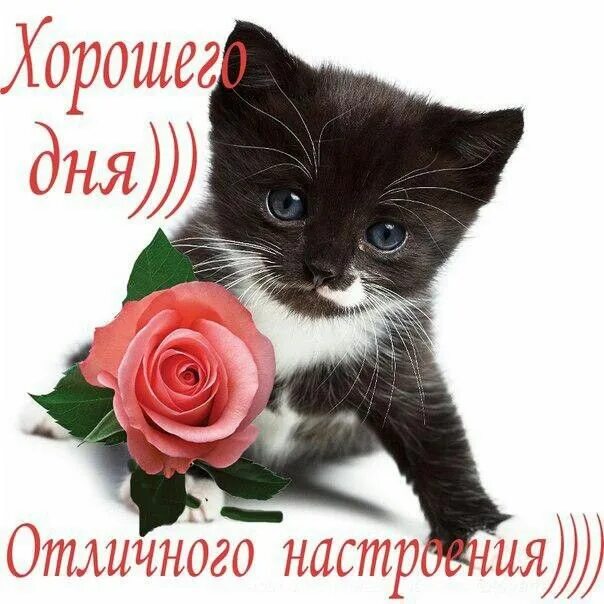 Картинка девушке хорошего дня и настроения Пин от пользователя Елизавета Волицкая на доске котики Открытки, Кошачьи фотогра