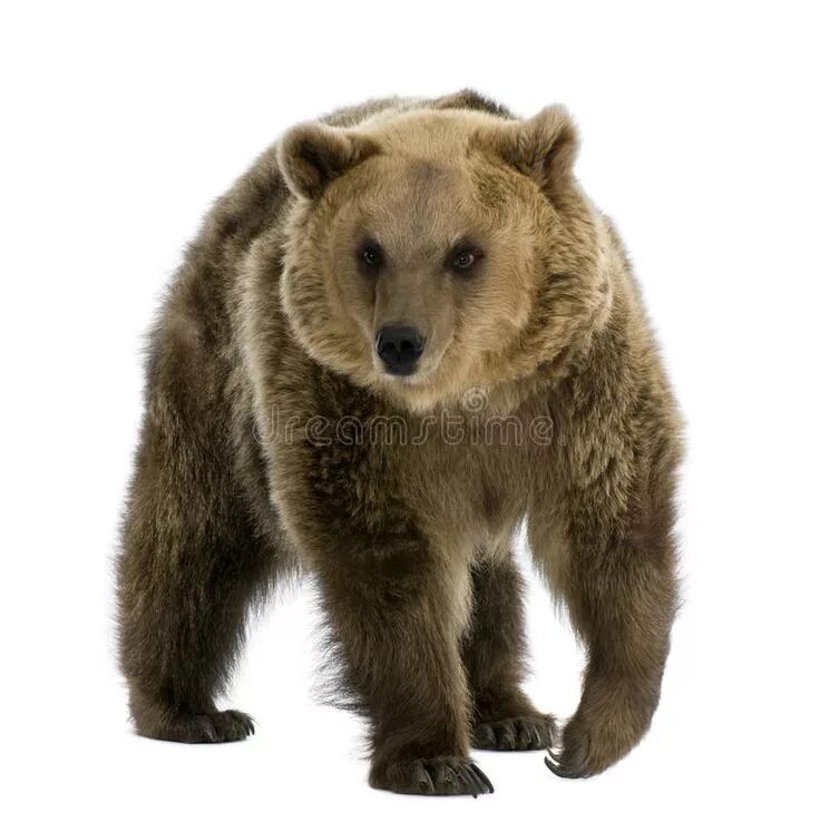 Картинка дикие животные прозрачный фон Brown Bear, 8 years old, walking. In front of white background , #Affiliate, #ye