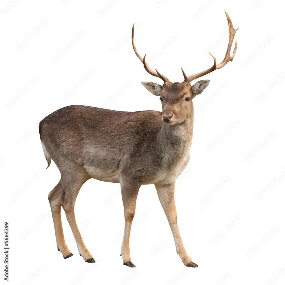 Картинка дикие животные прозрачный фон buck deer isolated with clipping path фотография Stock Adobe Stock