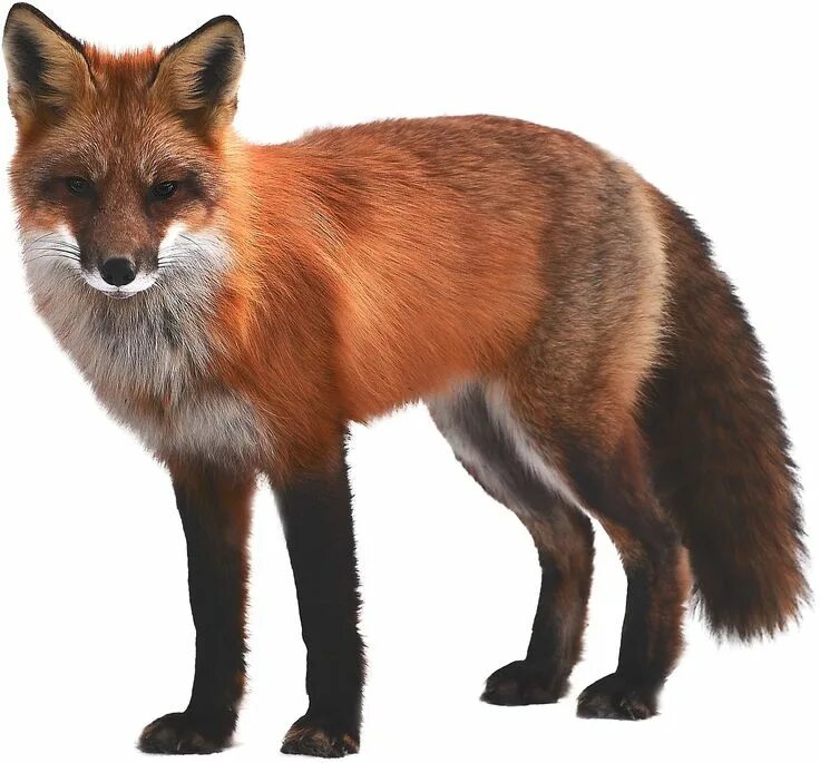 Картинка дикие животные прозрачный фон Fox Mammal Wildlife - Free photo on Pixabay Mammals, Animals, Fox pictures