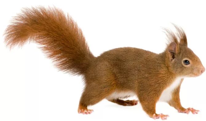 Картинка дикие животные прозрачный фон Клипарт Squirrel Белка на прозрачном фоне. Обсуждение на LiveInternet - Российск