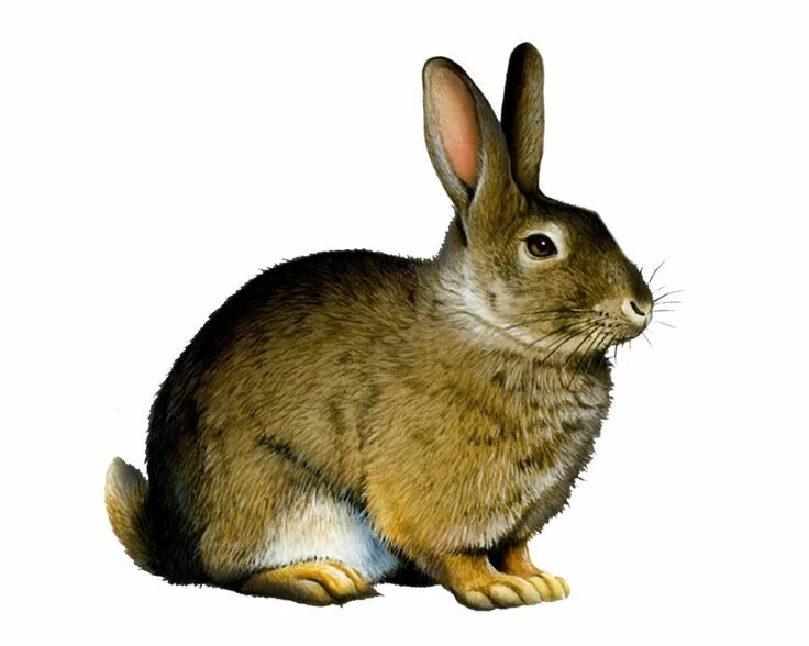 Картинка дикие животные прозрачный фон Rabbit Png Clipart PNG Image Rabbit, Rabbit art, Rabbit png