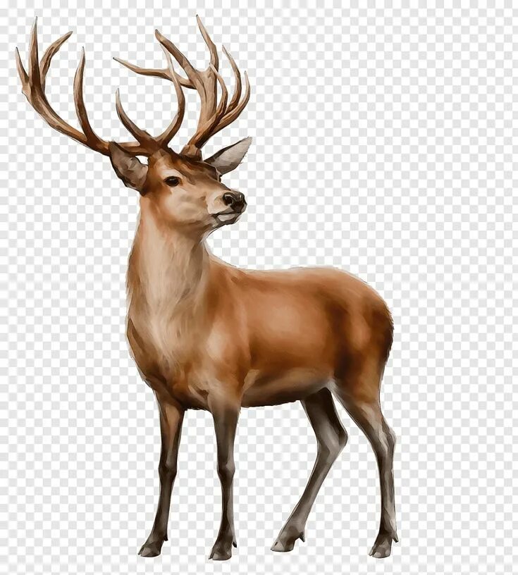 Картинка дикие животные прозрачный фон Watercolor, Paint, Wet Ink, Deer, Reindeer, Whitetailed Deer, Moose, Red Deer PN