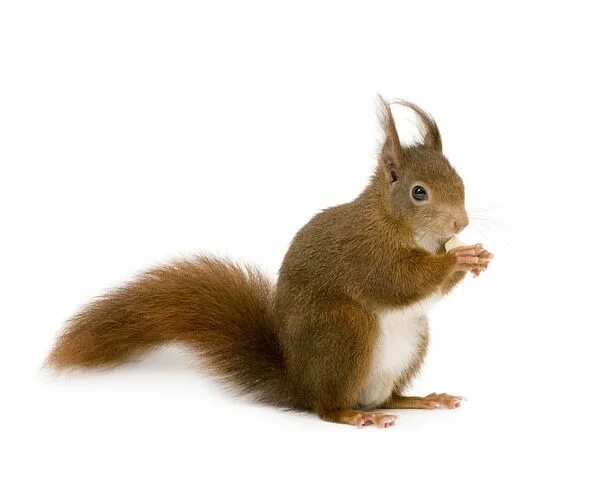 Картинка дикие животные прозрачный фон 7,000+ Free Squirrel & Nature Images Most beautiful animals, Squirrel, Animals b