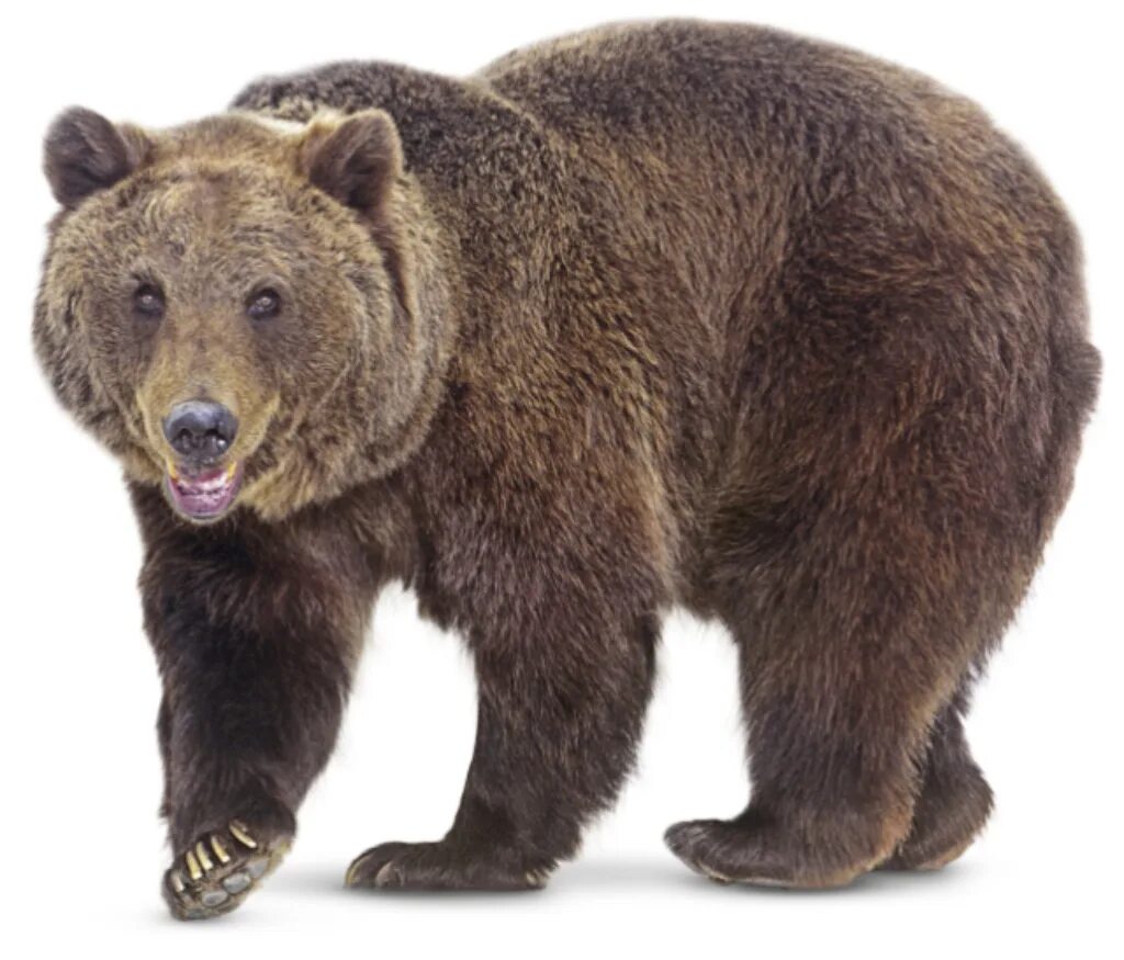 Картинка дикие животные прозрачный фон Category:Brother Bear Animals Zoo tycoon movie Wikia Fandom