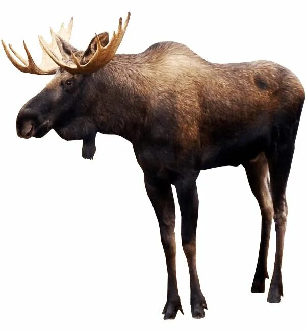 Картинка дикие животные прозрачный фон Majestic Moose: Stunning Pictures of North America's Iconic Wildlife- Animal Wal