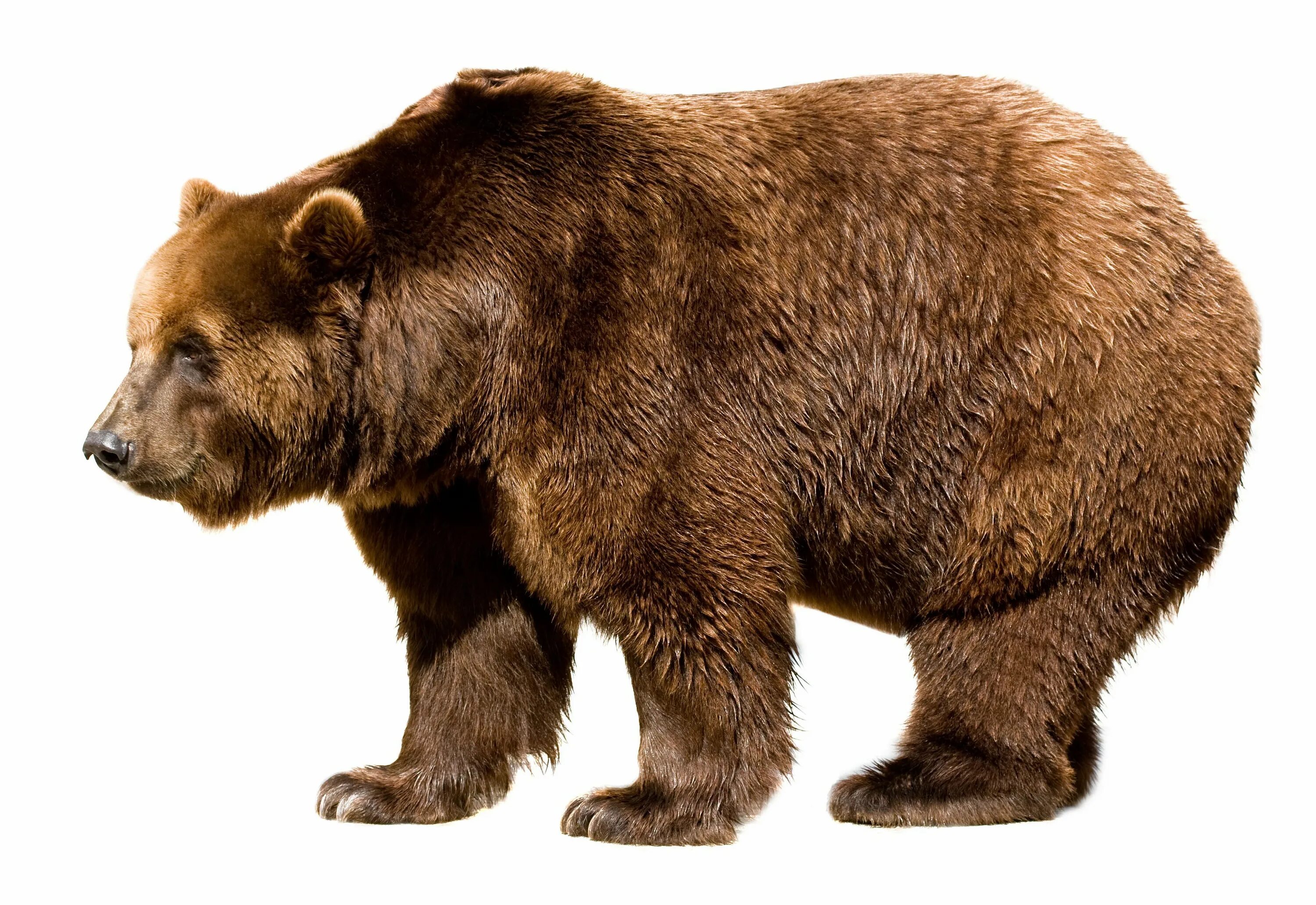 Картинка дикие животные прозрачный фон png transparent background - Recherche Google Ilustraciones de animales, Arte co