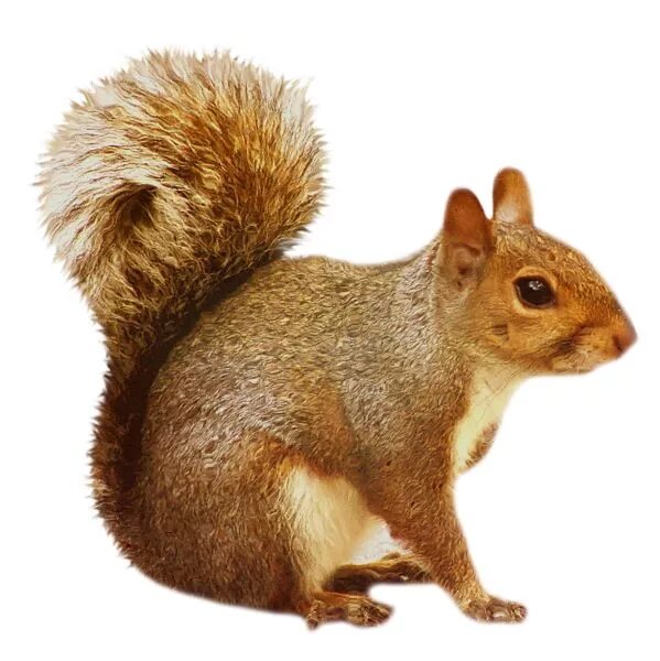 Картинка дикие животные прозрачный фон Transparent Brown Squirrel Squirrel, Squirrel art, Cute small animals