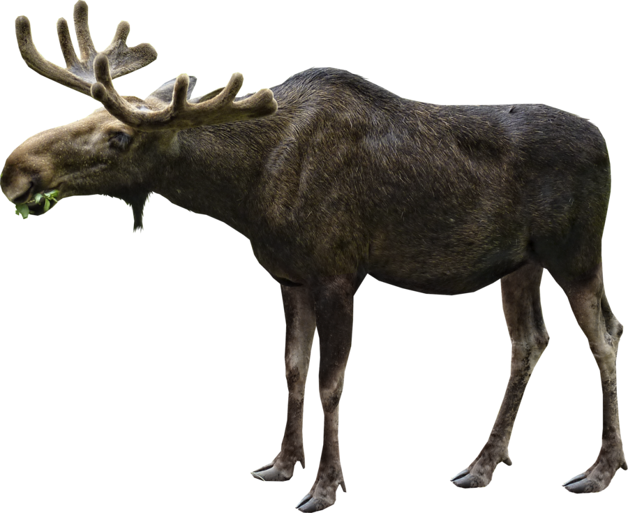 Картинка дикие животные прозрачный фон Elk or moose Moose, Moose hunting, Moose quilt