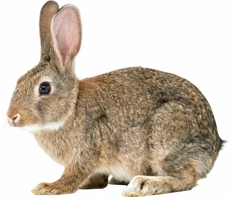 Картинка дикие животные прозрачный фон Rabbit PNG image Rabbit pictures, Animals images, Rabbit png