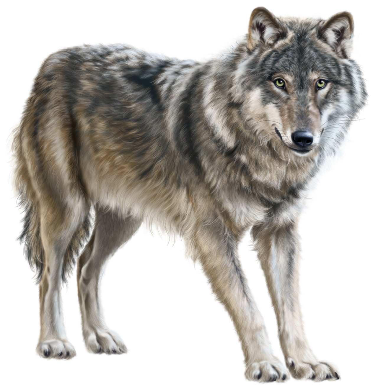 Картинка дикие животные прозрачный фон Wolf PNG Clip Art - Best WEB Clipart Wild animals pictures, Wolf clipart, Wolf p