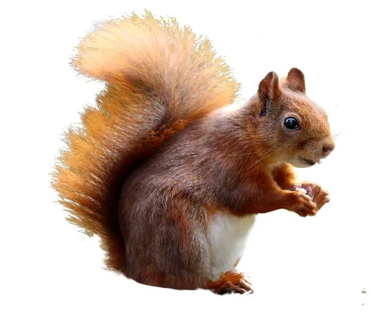 Картинка дикие животные прозрачный фон Squirrel Cute PNG Image Squirrel, Cute, Animal categories