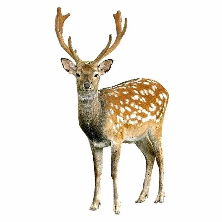 Картинка дикие животные прозрачный фон Deer PNG image Animals wild, Horse coloring pages, Wild animals list