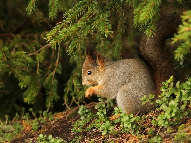 Картинка дикие животные в лесу Gepind van kepguru Squirrel, Red squirrel, Animals