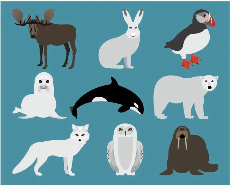Картинка для детей северные животные Png Arctic Animal Clip Art Digital Antarctica Wildlife Illustrations Moose, Walr