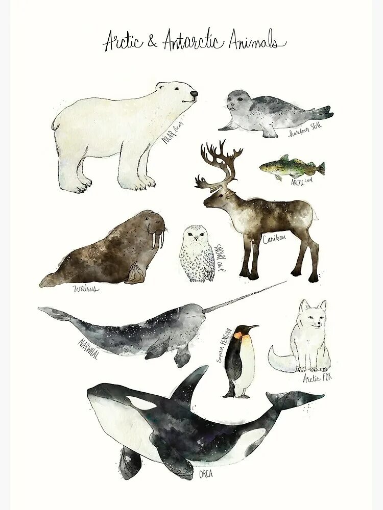 Картинка для детей северные животные "Arctic & Antarctic Animals" Poster for Sale by Amy Hamilton Redbubble