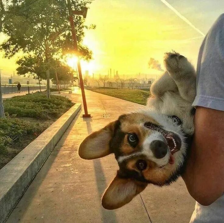 Картинка для поднятия настроения с животными Pin on Cachorros /Dogs Cute dogs, Funny animal pictures, Funny animals