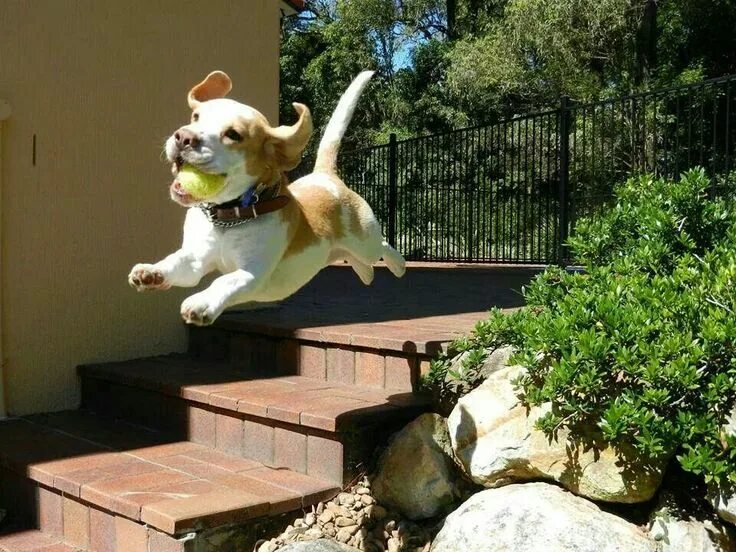 Картинка для поднятия настроения с животными Happy flyer Flying dog, Dog pictures, Funny animals