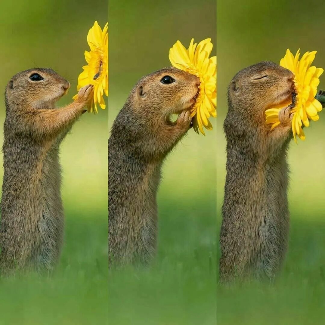 Картинка для поднятия настроения с животными ARKA PLAN Funny animal pictures, Weird animals, Super cute animals