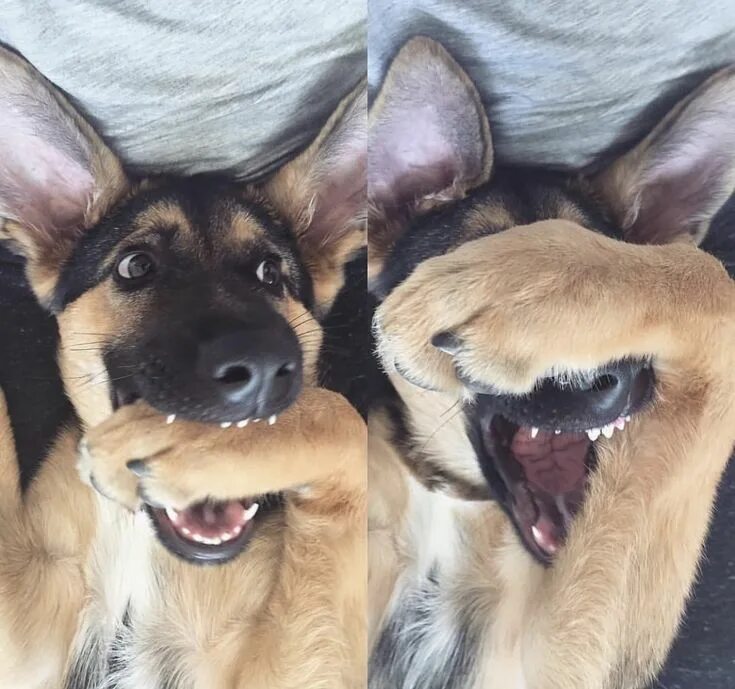 Картинка для поднятия настроения с животными Pin by Liz Cecchini on A Dog's Purpose Funny dog memes, Funny animal pictures, D