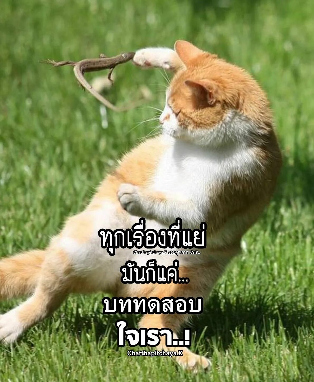 Картинка для поднятия настроения с животными The power of positive thinking ❤ panosundaki Pin
