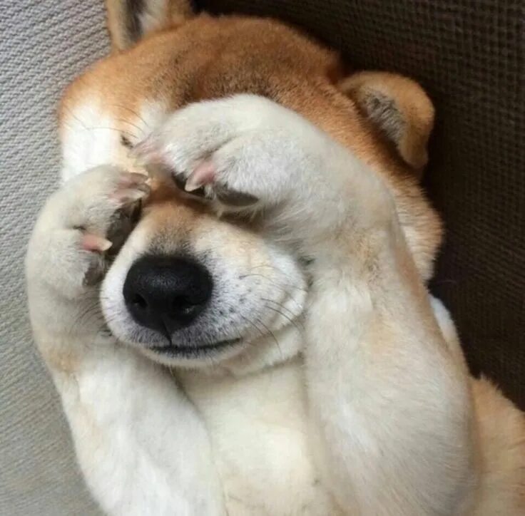 Картинка для поднятия настроения с животными Pin by Little Miss Monster on animals Cute dogs, Cute puppies, Cute animals