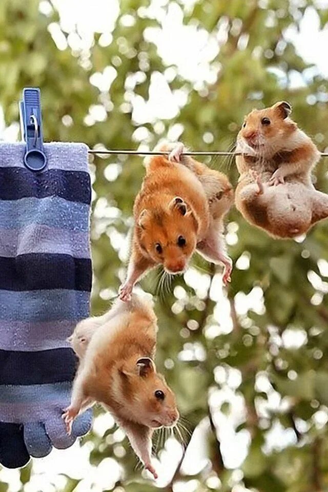 Картинка для поднятия настроения с животными Hamsters on a washing line! Funny animals, Cute hamsters, Animals beautiful