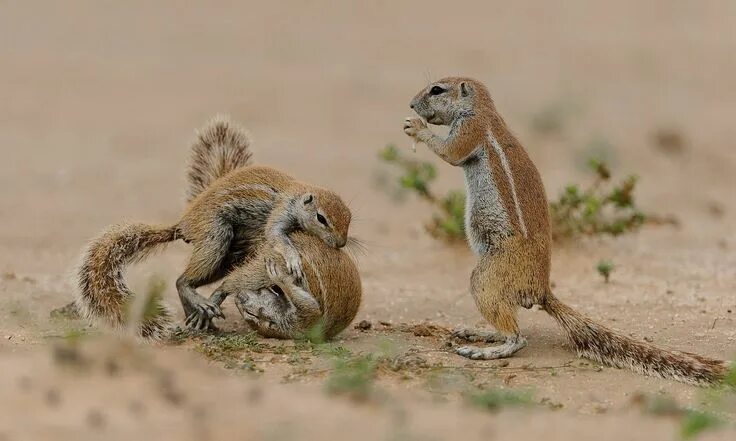 Картинка для поднятия настроения с животными One, two and out ... two squirrels fight in Kgalagadi Transfrontier park, South 
