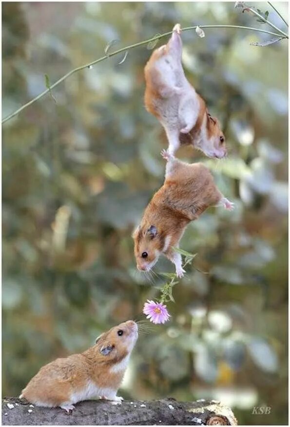 Картинка для поднятия настроения с животными dedahjudd - Yahoo! Mail Funny animals, Cute animals, Super cute animals