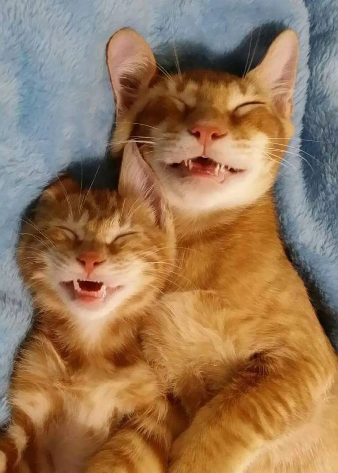 Картинка для поднятия настроения с животными Pin on cats Cute cats, Cute cats and kittens, Beautiful cats
