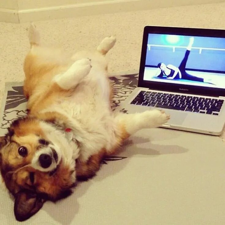 Картинка для поднятия настроения с животными dogslikehumans Funny animal pictures, Funny animals, Funny cats and dogs