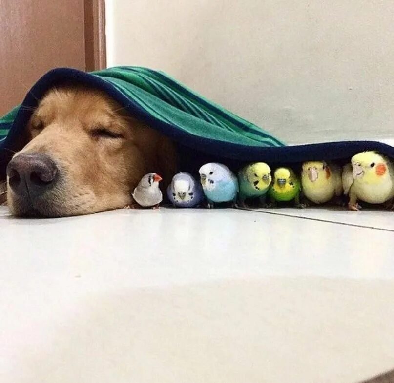 Картинка для поднятия настроения с животными Animals, Dog care, Dogs