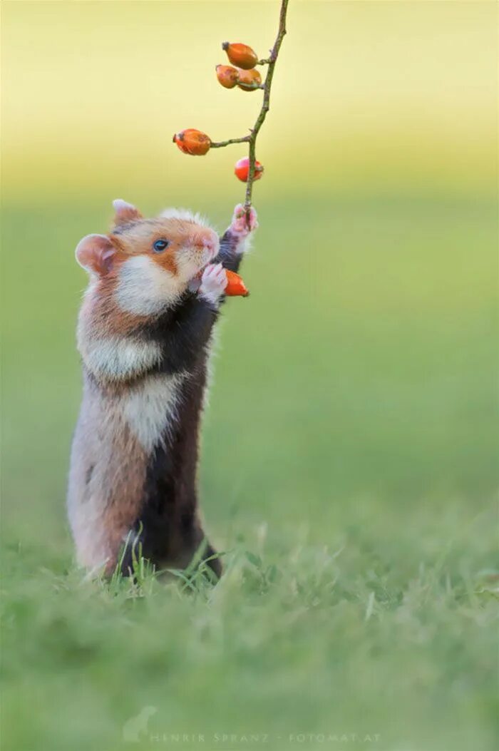 Картинка для поднятия настроения с животными Having A Bad Day? Here’s 48 Wild Hamsters Wild hamsters, Animals wild, Cute hams