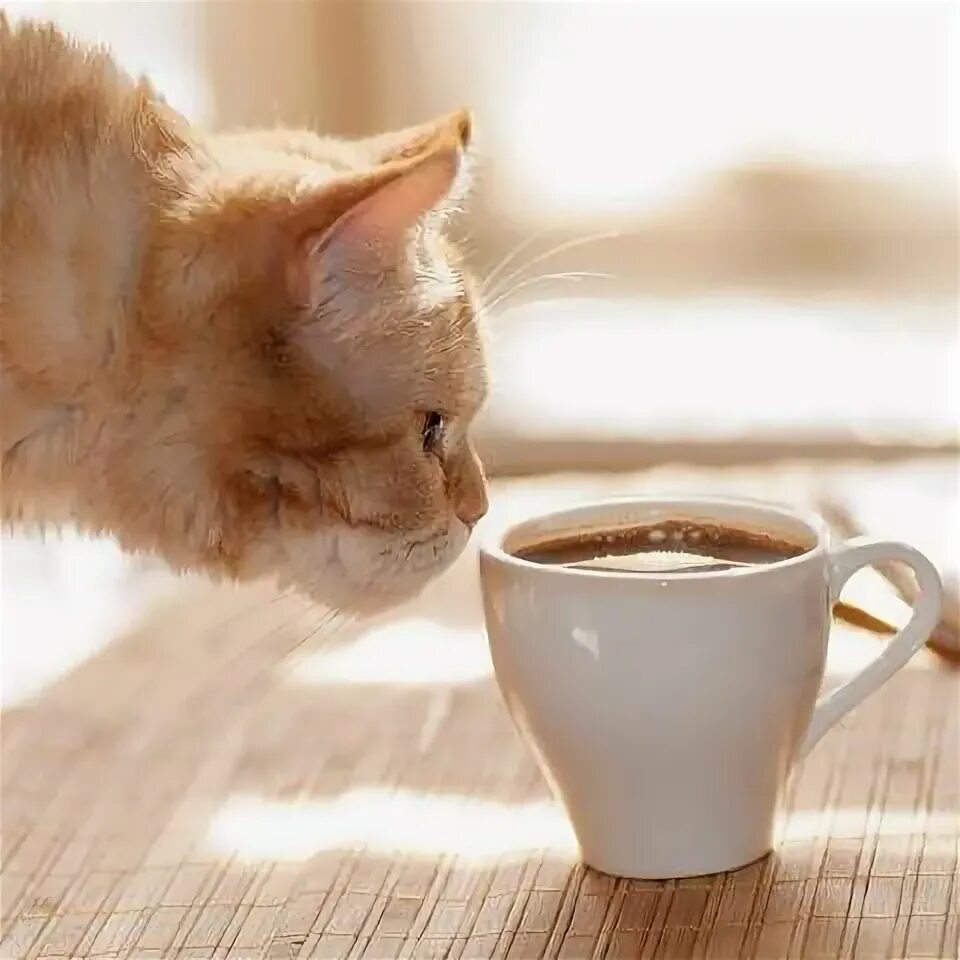Картинка добро утро котик What Do Cats Do All Day? Cat Behavior Explained Cat drinking, Cats smelling, Cat