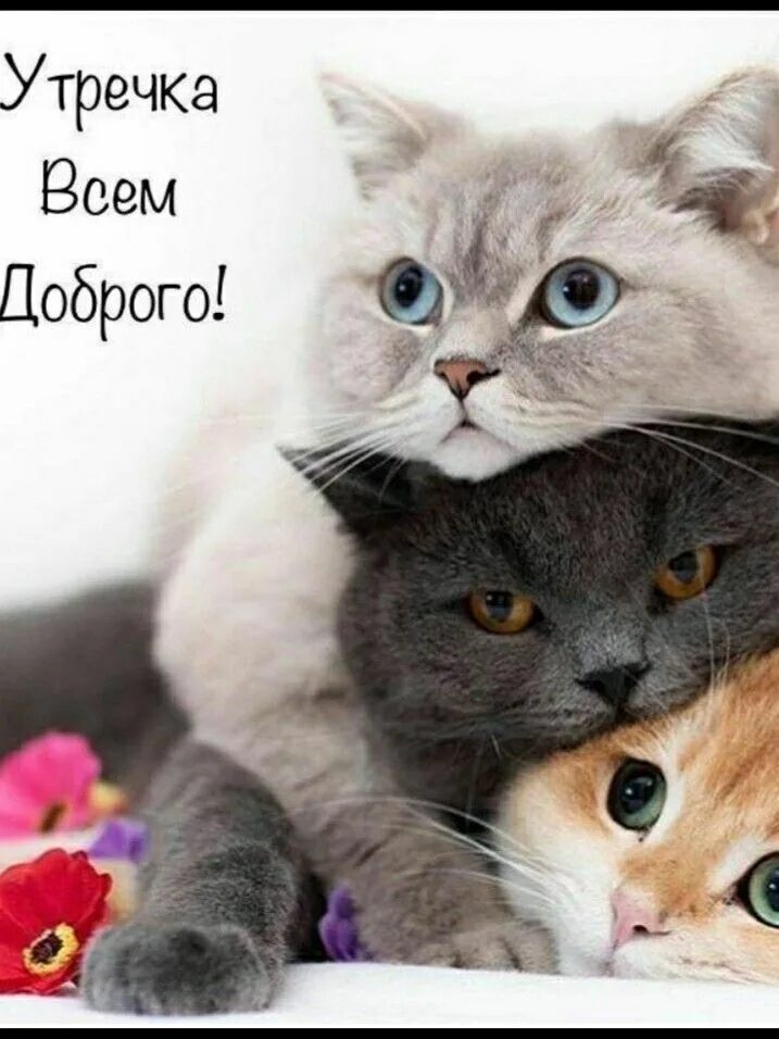 Картинка добро утро котик Пин от пользователя Оксана на доске гуд Милые котики, Доброе утро, Смешной кот