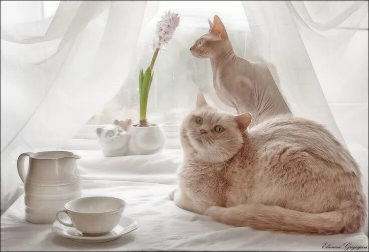 Картинка добро утро котик Аbout the delicate hyacinth in a misty autumn morning Cat photography, Cats, Cat