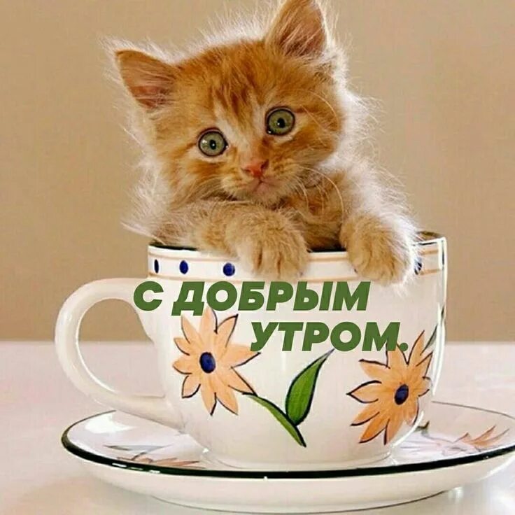 Картинка добро утро котик Пин от пользователя Марина Марина на доске доброе утро в 2022 г Доброе утро