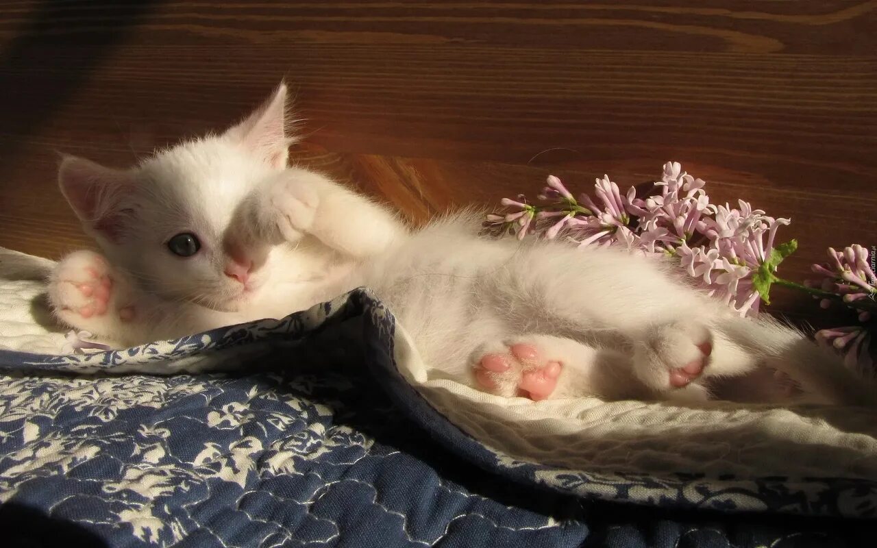Картинка добро утро котик Good morning! 2022 В мире кошек VK