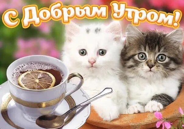 Картинка добро утро котик ХОРОШЕГО ВЕСЕНнЕГО ДНЯ , ДРУЗЬЯ!!! 2021 Полавская сельская библиотека ВКонтакте
